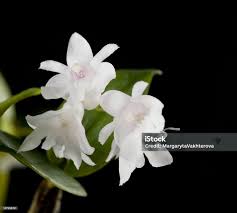 Image result for Habenaria aberrans