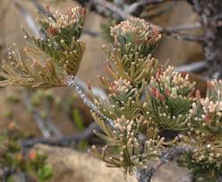 Image result for Euphorbia chevalieri