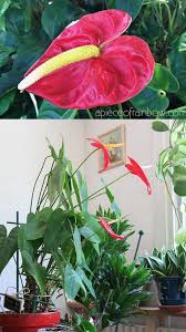 We have an article that explains light levels for plants for those who want to learn more. 12 Best Air Purifying Indoor Plants You Won T Kill A Piece Of Rainbow