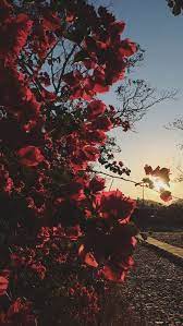 pin by aya mohsen on wallpapers aesthetic wallpapers nature wallpaper flower aesthetic