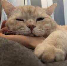 Pin By Ipek Dincer On A N I M A L S Cute Cats Cat Aesthetic Kittens Cutest