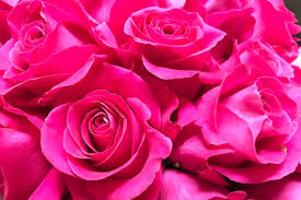 We did not find results for: Many Of Australia S Flowers Are Imported But That May Be About To Change Abc News