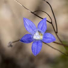 Image result for Wahlenbergia krebsii