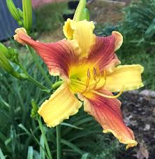 Mauna loa day lilies flipping curb appeal iris bloom lily gardens yard. 2018 Introductions