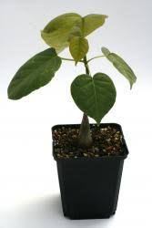 Image result for Commiphora pteleifolia