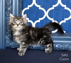 * *kittens can not be viewed until fully vaccinated*. Maine Coon Kittens For Sale In Tampa Florida Breeding For Over 20 Years
