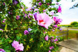 Recognizing the signs of poisoning will enable dog owners to get the help their dogs need when. Rose Of Sharon Poisoning In Dogs Symptoms Causes Diagnosis Treatment Recovery Management Cost