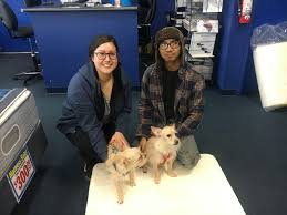 We limit our adoptions to a 3 hour drive radius of las vegas, nv. Best Mattress Pet Adoption Max Charlie Best Mattress