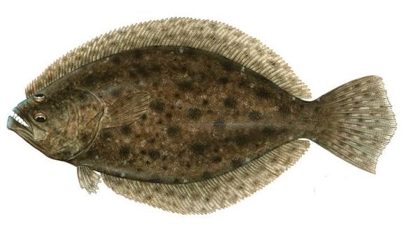 Southern flounder - Indian River Lagoon Encyclopedia