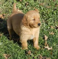 Beautiful golden retriever puppies call 712 744 3381 findlaygoldenfarms.com. Akc Golden Retriever Pups For Sale In Avon Indiana Classified Americanlisted Com