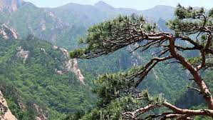 Check out our korean pine tree selection for the very best in unique or custom, handmade pieces from our shops. Pine Tree In Seoraksan National Stock Footage Video 100 Royalty Free 10669850 Shutterstock