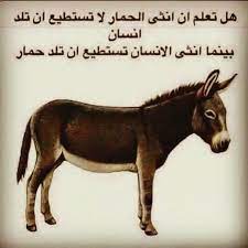 donkey arabic funny funny arabic quotes quotes for humanity