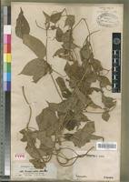 Image result for Tragiella natalensis