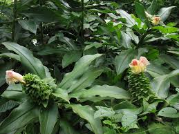 Image result for Costus subbiflorus