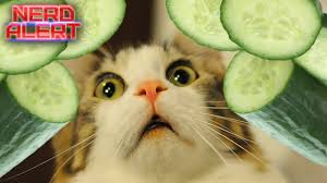 Have you recently changed your cat's food or treats? Why Cats Are Scared Of Cucumbers Youtube