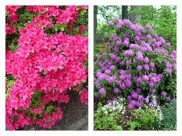Azalea trees generate on any empty space above a lush cave. How To Stop Killing So Many Azaleas And Rhododendrons Pennlive Com