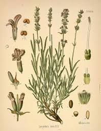 Image result for Lavandula angustifolia Vera