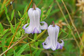 If you are interested in trying your own hand at breeding, this is one you should have. Clematis Crispa Curly Swamp Leatherflower Blue Jasmine 5 Seeds Fresh Rare Seeds At Buyrareseeds Com