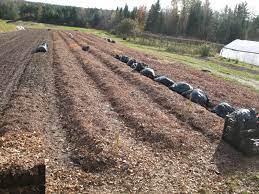 Garlic is one of the most universally beloved seasonings. Planting Garlic At Snakeroot Organic Farm