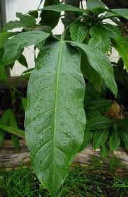 Philodendron Angustilobum Philodendron Plants Indoor Plants
