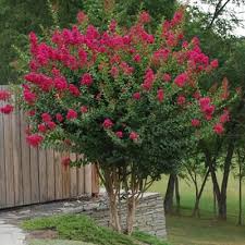 The crepe myrtle plant (lagerstroemia indica) is a highly successful addition to any yard or garden in the southern united states (usda hardiness. Buy Dwarf Crape Myrtle Assortment Pack Of 5 White Pink Watermelon Red Red Purple Matures 610 2 4ft Tall When Shipped Well Rooted With Pots Soil Online In Turkey B01gidgapq