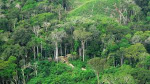 Alat dan bahan yang dibutuhkan dalam percobaan ini antara lain adalah : Pentingnya Peran Hutan Hujan Amazon Sebagai Paru Paru Dunia Global Liputan6 Com