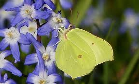 Often considered a color of energy, new life, and rebirth, yellow is a prime color for your ink. Yellow Butterfly Meaning And Symbolism