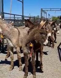 Giddy-up! 🤠Wild horses...