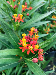 Image result for Asclepias