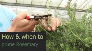 Image result for rosemary pruning