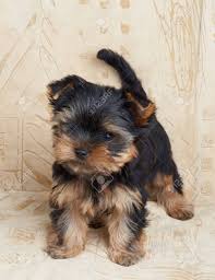 Free yorkshire terrier puppies for adoption the surroundings are mere as puppy friendly in the house where puppies continue to be free to roam. Small And Cute Puppy Of The Yorkshire Terrier Stands On Beige Stock Photo Picture And Royalty Free Image Image 92849016