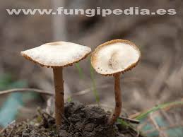 Image result for Simocybe centunculus