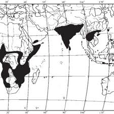 Image result for Cryptolepis hypoglauca