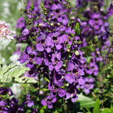 Angelonia Archangel Dark Purple Garden Express