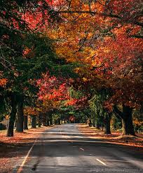 Bright Victoria I Love Love Love This Town Australia Travel Australian Travel Victoria Australia