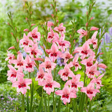 Image result for Gladiolus mosambicensis