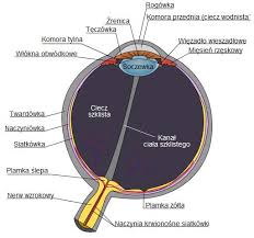 🆕 🇦🇹 alexander berger został nowym zawodnikiem cerradu enei czarnych radom! Jogaoczu Pl Wady Wzroku