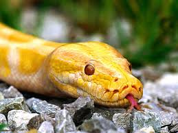 Fantastic Screen Phyton Snake Pet Popular We Often Get Questions About What S A Great Beginner Friendly Snake For Anyone New To The Hobby B Yilan Burclar Sari
