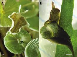 Image result for Selago lacunosa