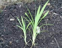 We did not find results for: 8 Cara Menanam Daun Pandan Di Pot Panduan Lengkap Ilmubudidaya Com