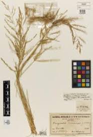 Image result for Eragrostis paniciformis