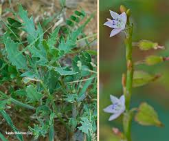 Image result for Oxygonum