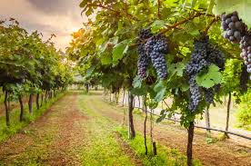 The texas hill country is home to over 100 wineries and vineyards and fredericksburg is the epicenter of texas wine country. Top Texas Hill Country Wineries Choice Hotels