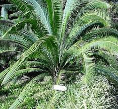 Image result for Zamiaceae