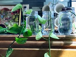 6 steps to propagating pothos. How To Propagate Pothos Plant To Create Your Own Indoor Jungle House Sparrow Fine Nesting