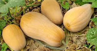Butternut squash is a monoecious and annual herb. The Complete Guide To Growing Winter Squash Gardener S Path
