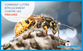 Maybe you would like to learn more about one of these? Frelon Toutes Nos Informations Sur Les Frelons Docteur Nuisibles