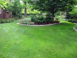 Ambassador specializes in treating lawn and shrubs. Tree Shrub Services Chicagoland Tree Shrub Experts