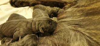Cane Corso Irk Dernegi Makale Detay
