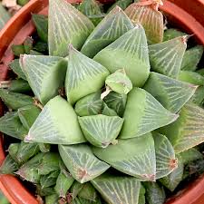 Image result for Burttia